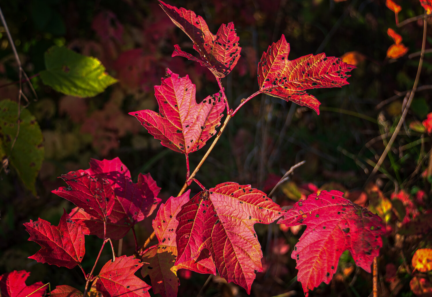 Photo #14094879