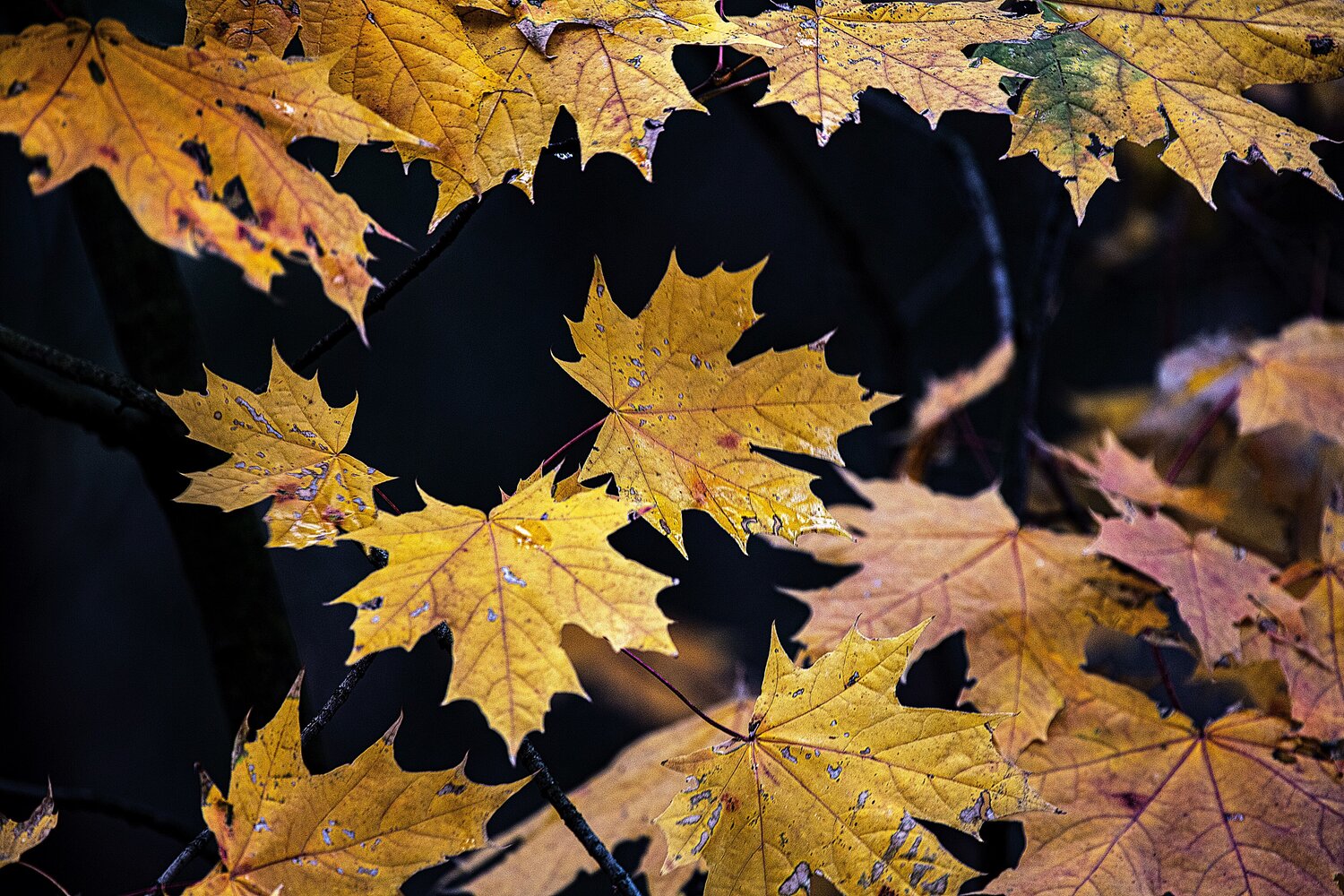 Photo #14094893