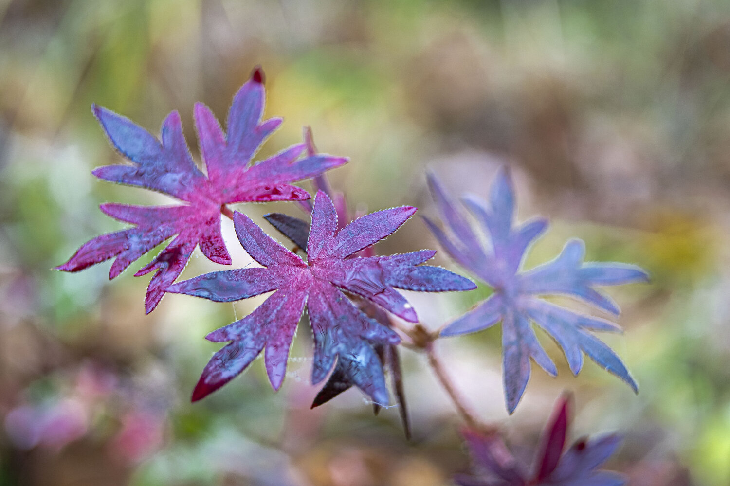 Photo #14094952