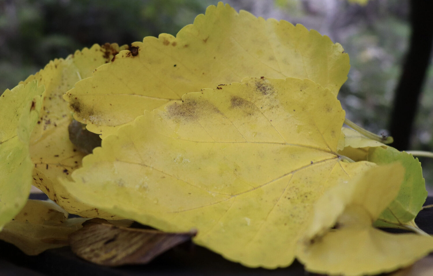 Photo #14094995
