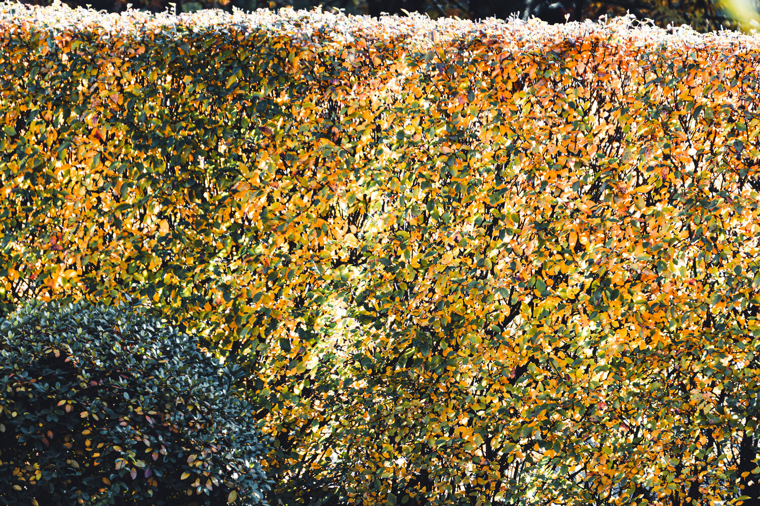 Photo #14095025