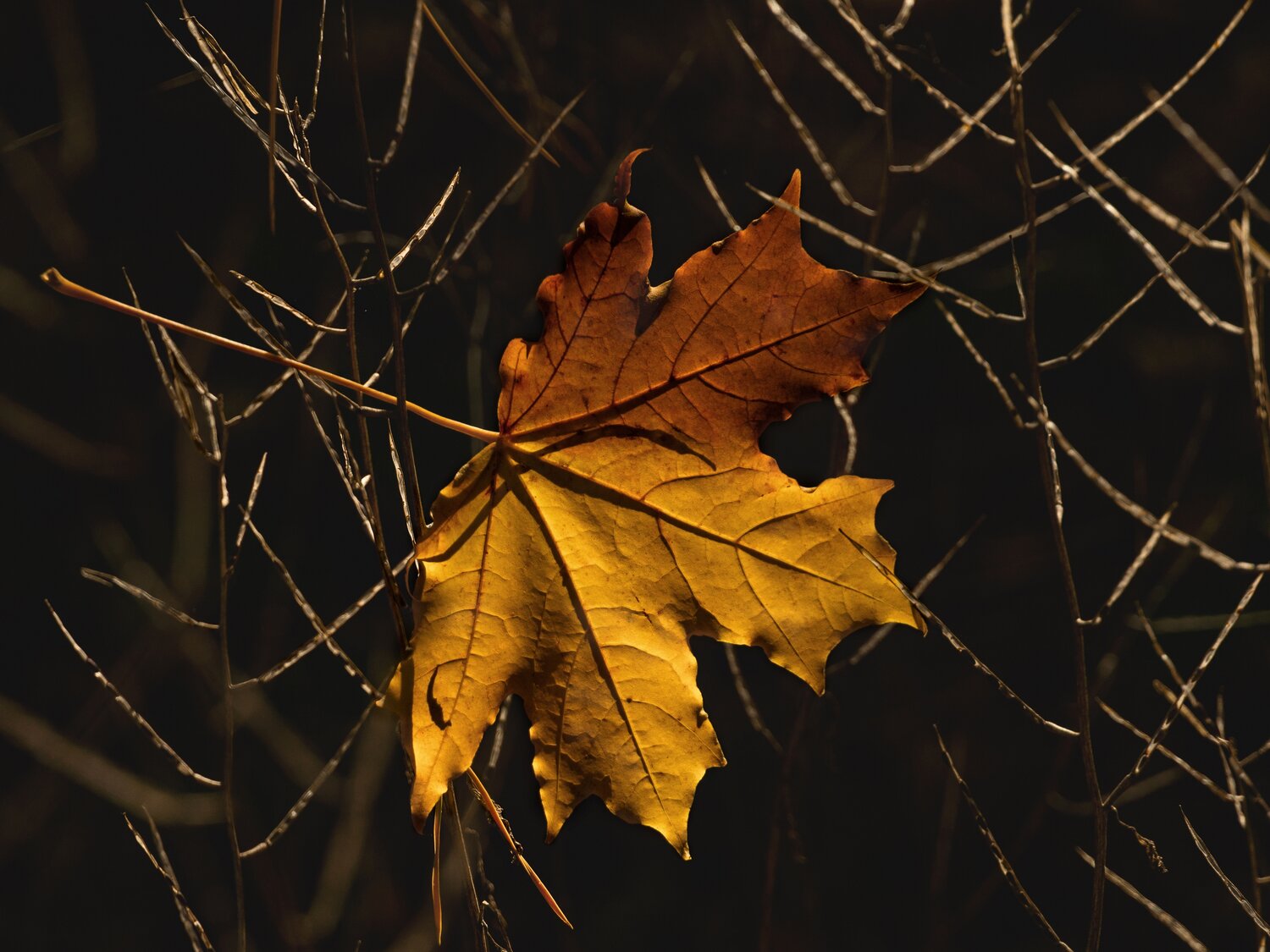 Photo #14095053