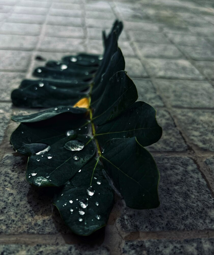 Фотография автора Sarrah Yehia