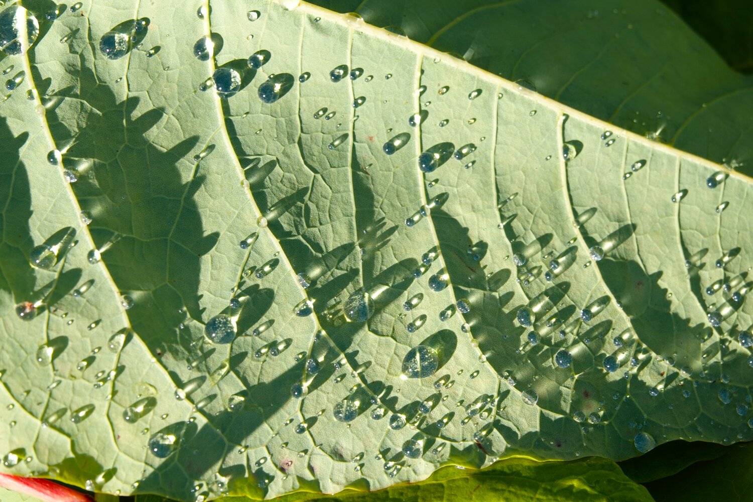Photo #14095081
