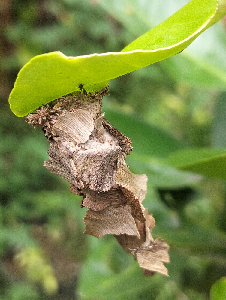 Dryed and Fresh Leaf