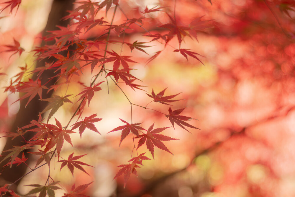 Photograph by Gunma No UMA