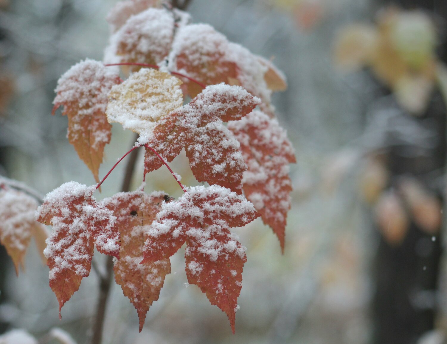 Photo #14095206