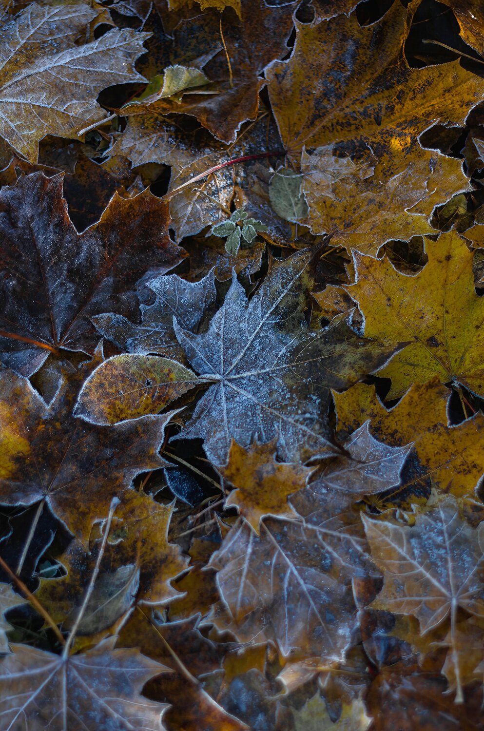 Photo #14095223