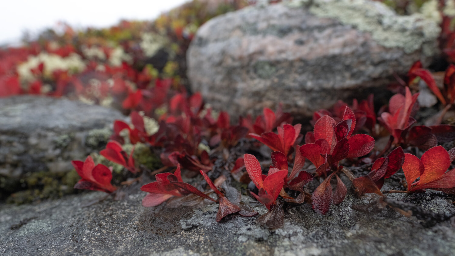 Photo #14095270