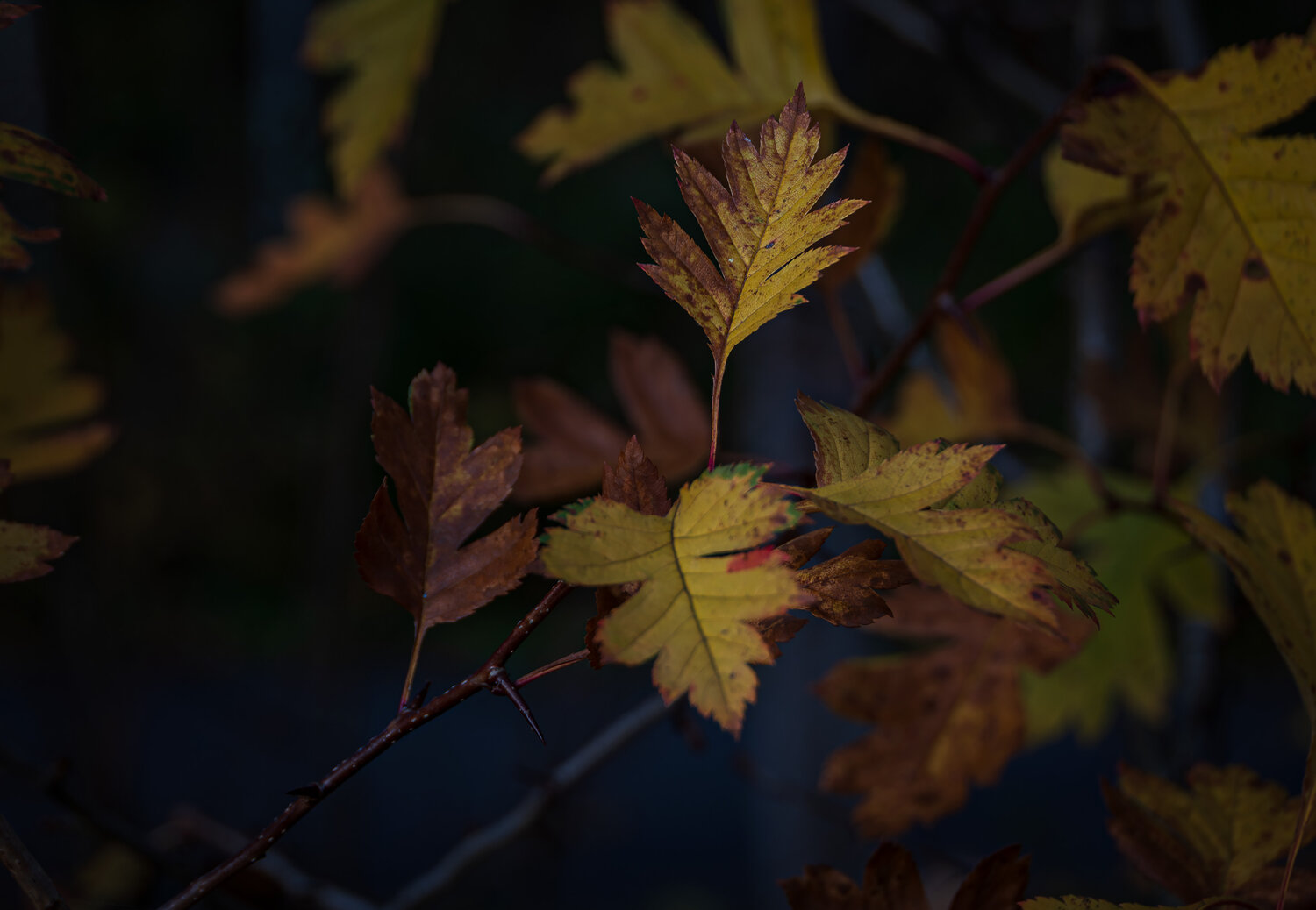 Photo #14095302
