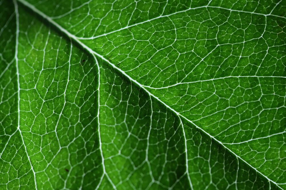 Photograph by Лада Денисова