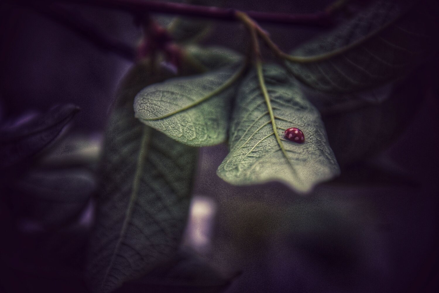 Фотография #14095415