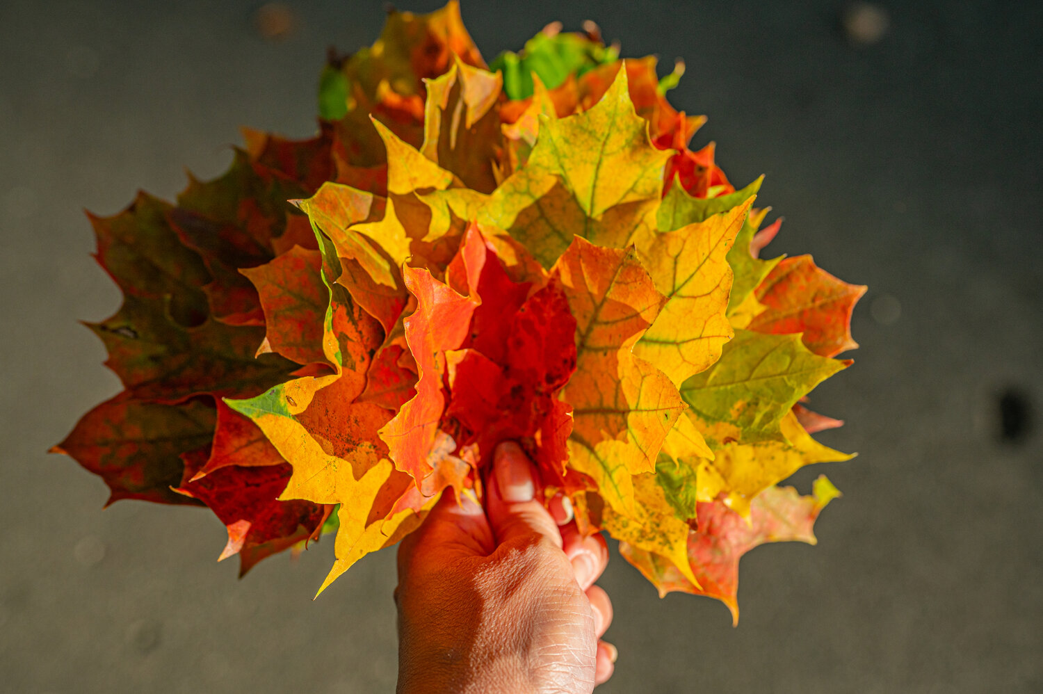 Photo #14095442