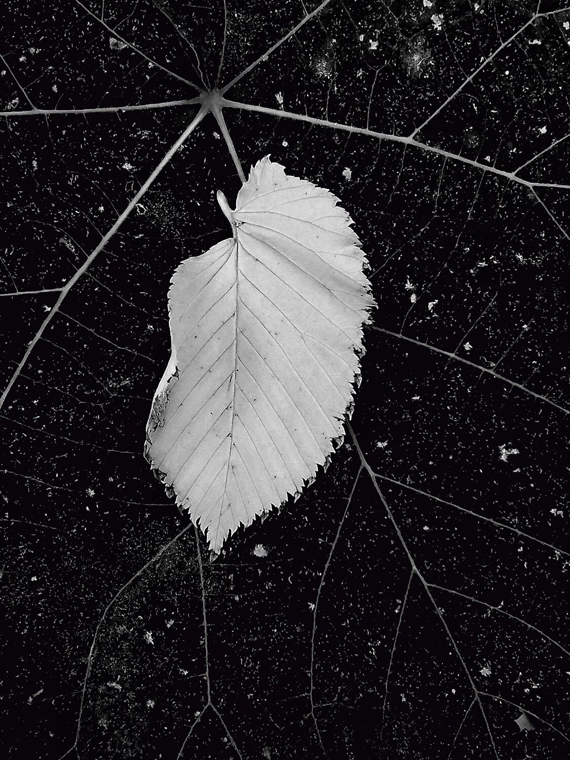 Photo #14095448