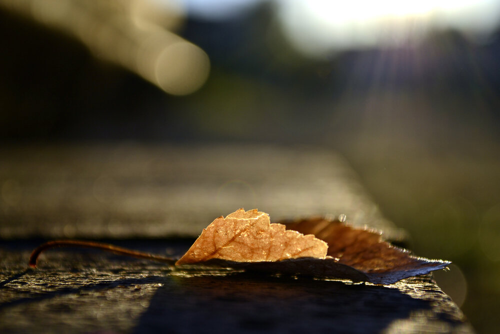 Photograph by Михаил Мехедов