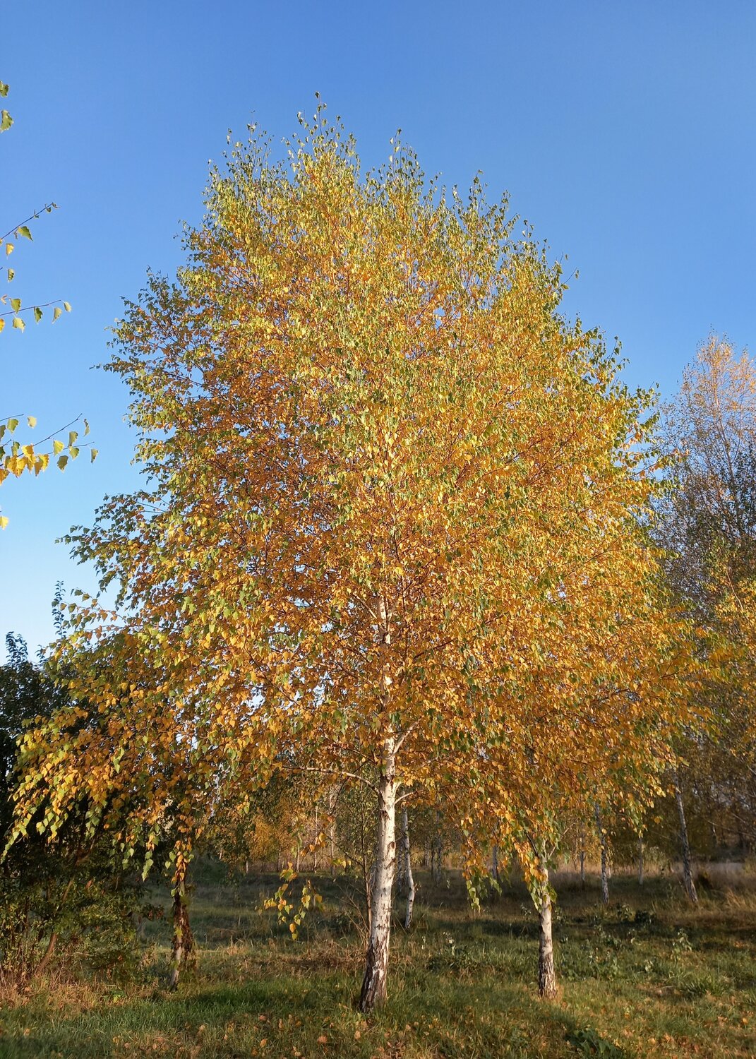 Photo #14095682