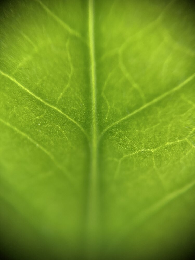 Photograph by Анна Пигулевская