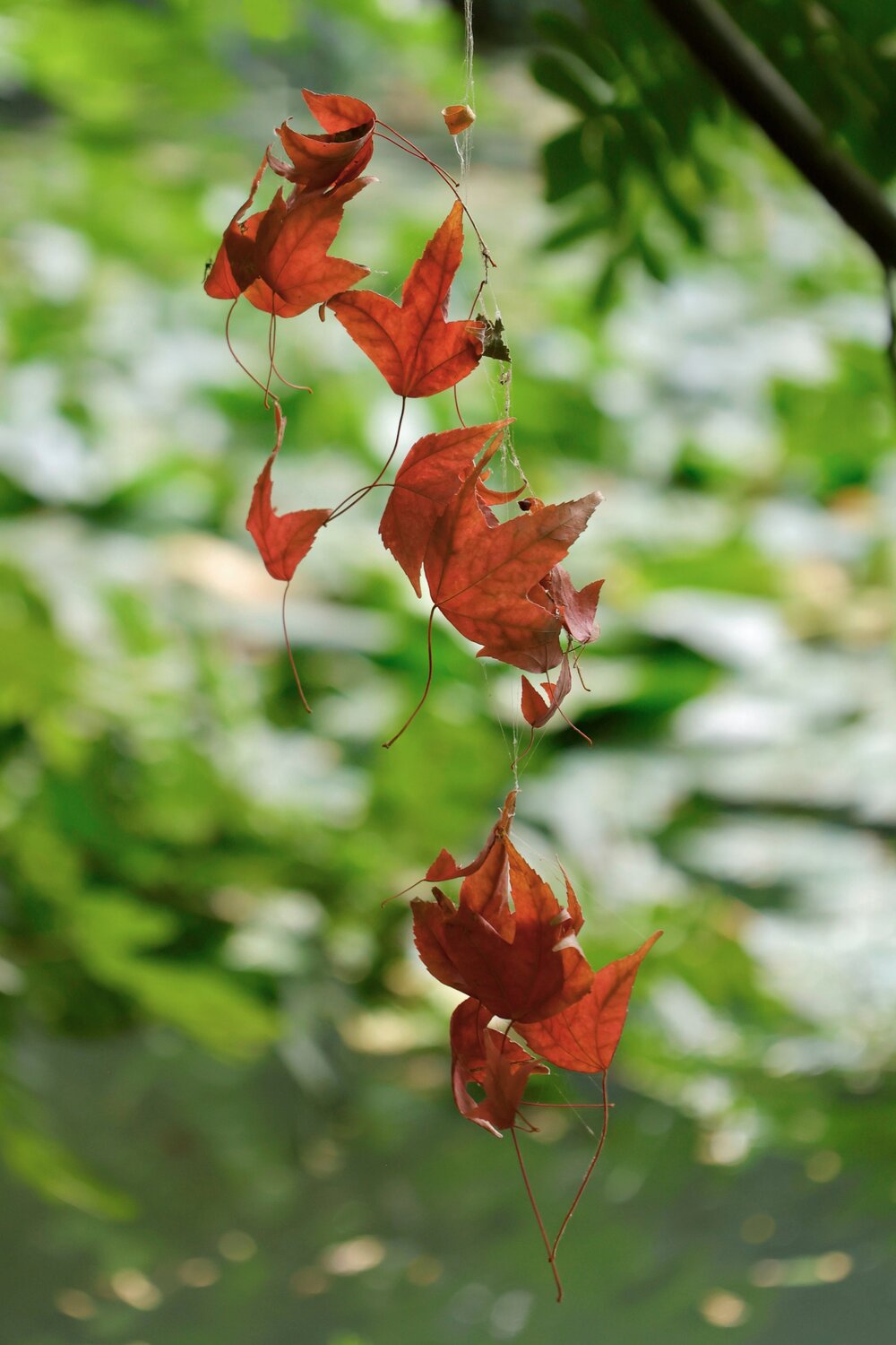 Photo #14095709