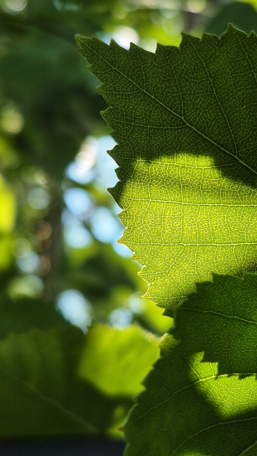 Photo #14095736