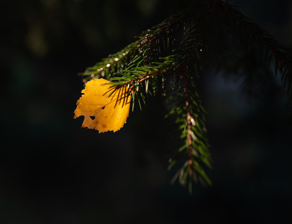 Photo #14095883