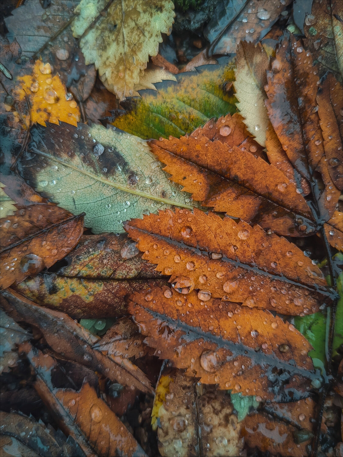 Photo #14095919