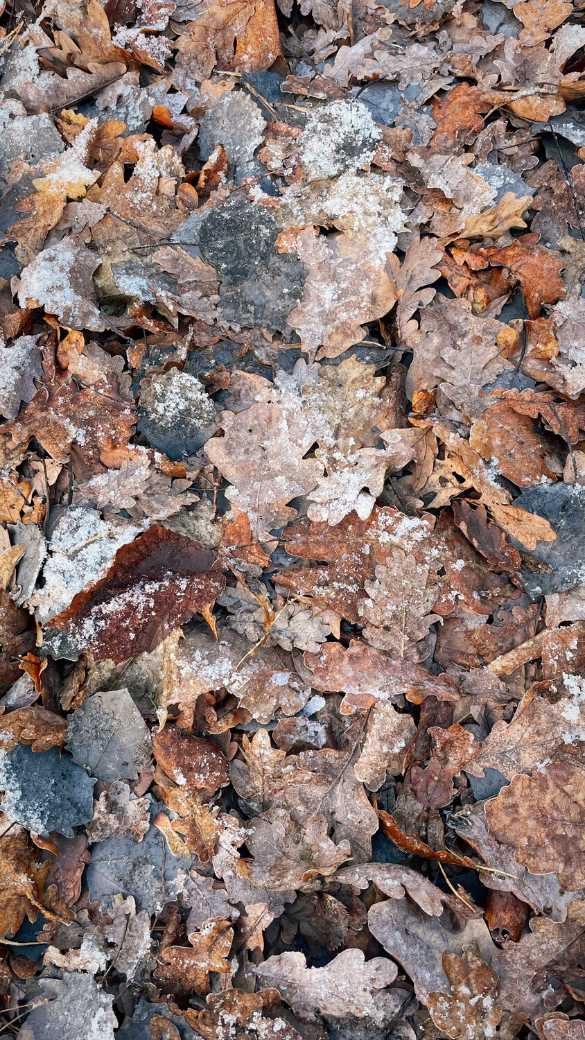 Photo #14096130
