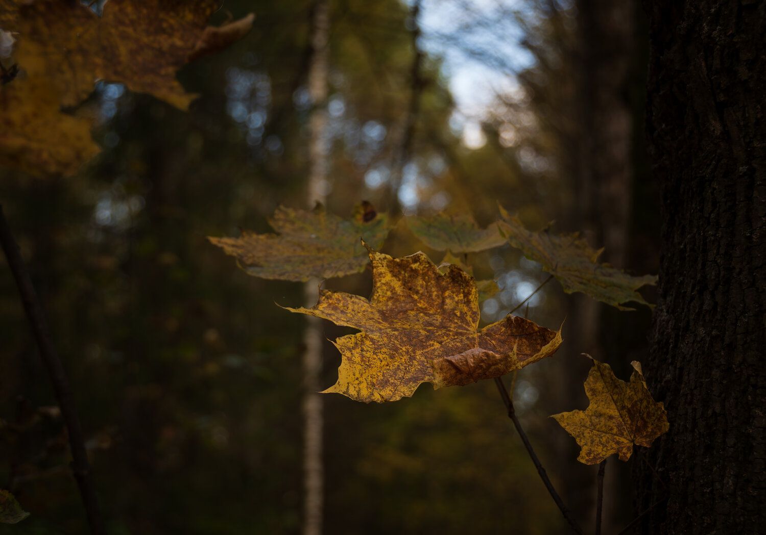 Photo #14096179