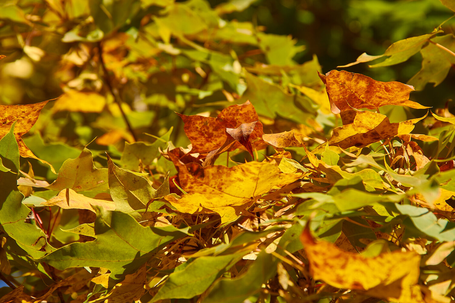 Photo #14096207