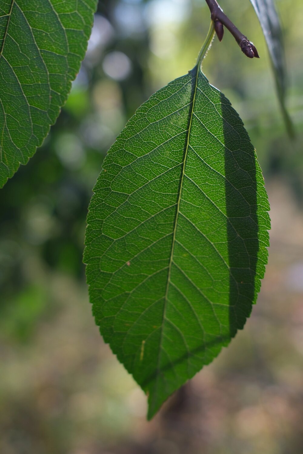 Photo #14096278