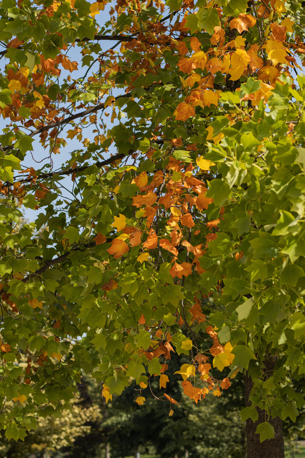 Photo #14096311