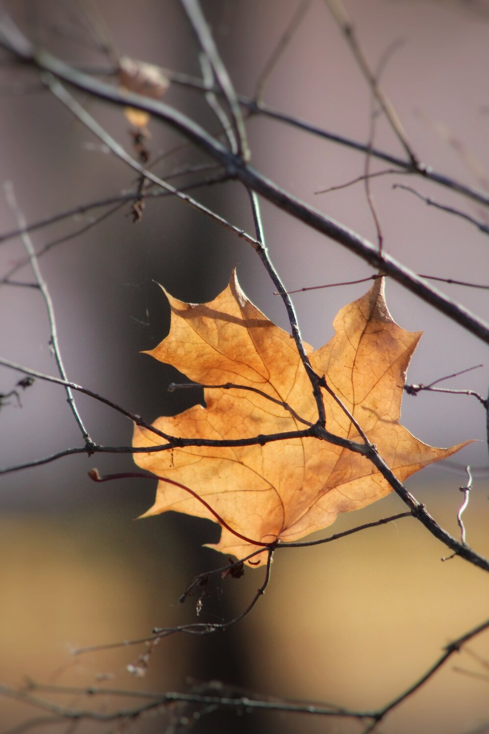 Photo #14096328