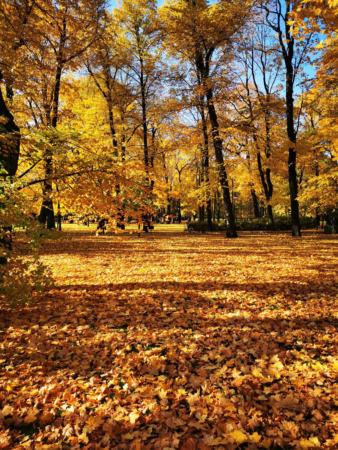 Photo #14096561