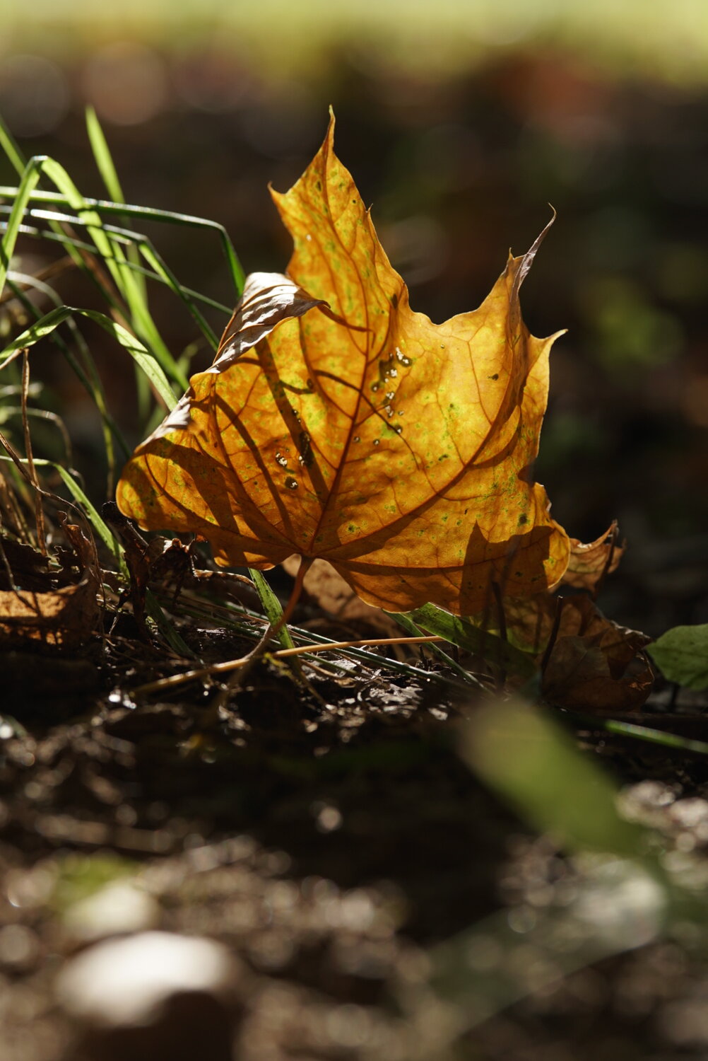 Photo #14096816