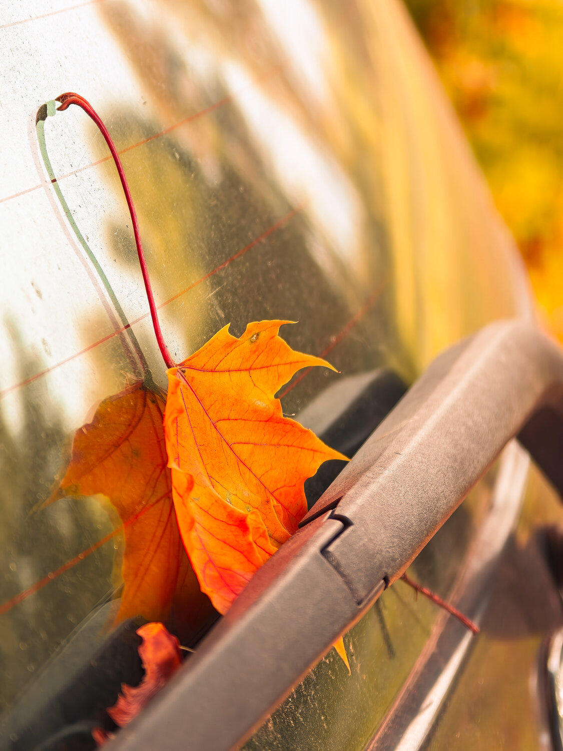 Photo #14096880