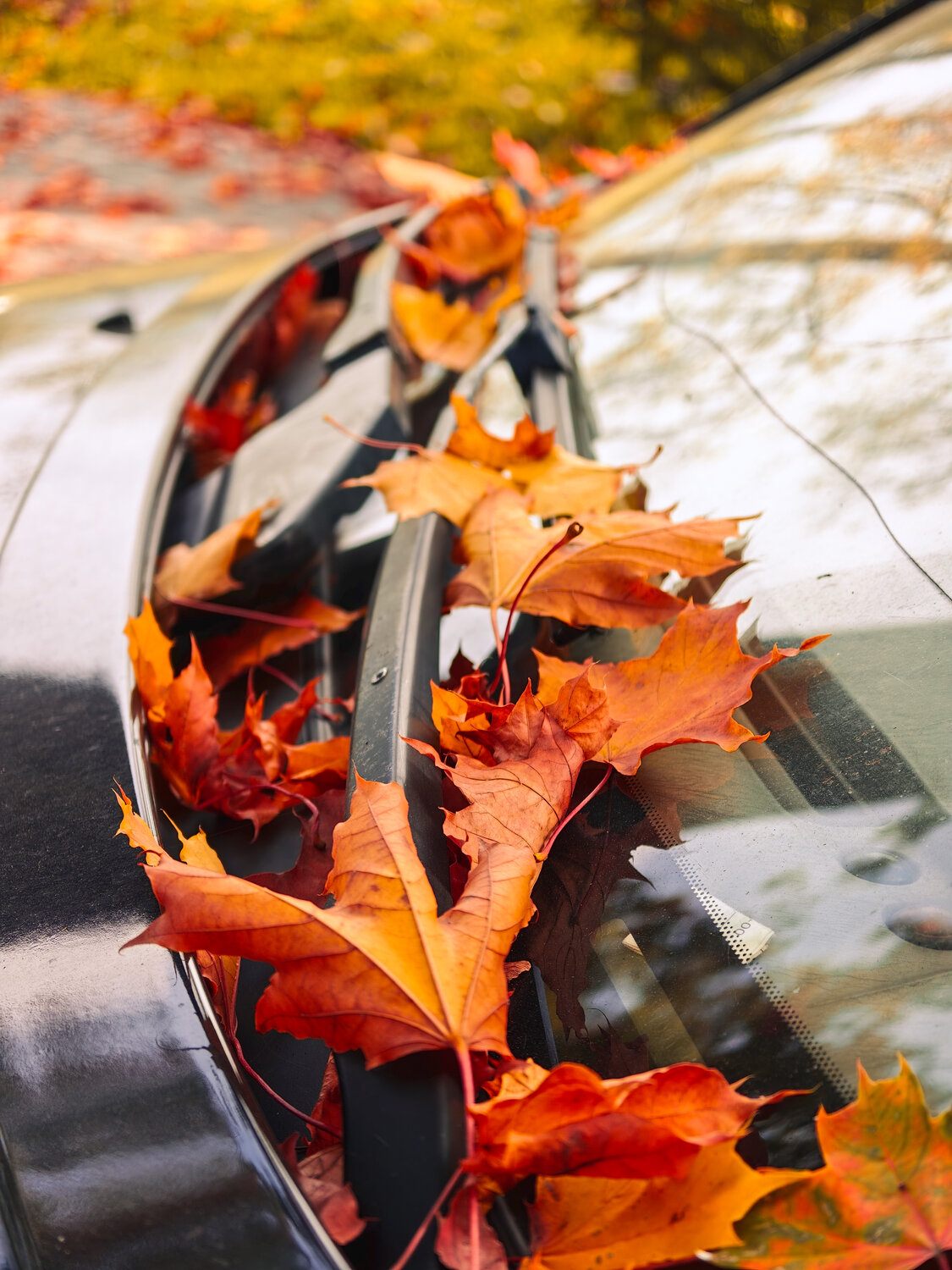 Photo #14096881