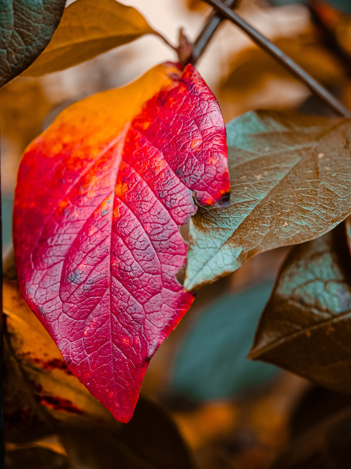 Photo #14096882