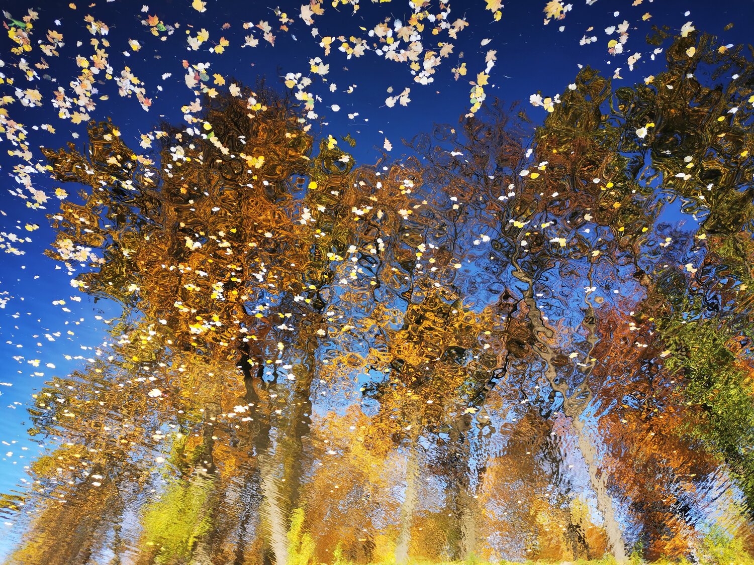 Photo #14096993