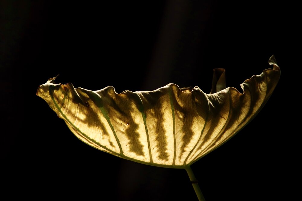 Photograph by Washiful Majid