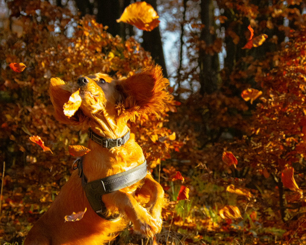 Catching Autumn