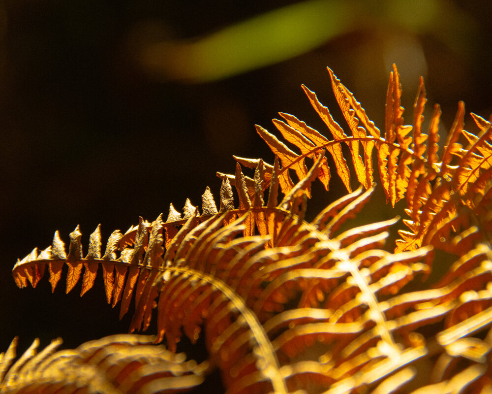Embers of Autumn