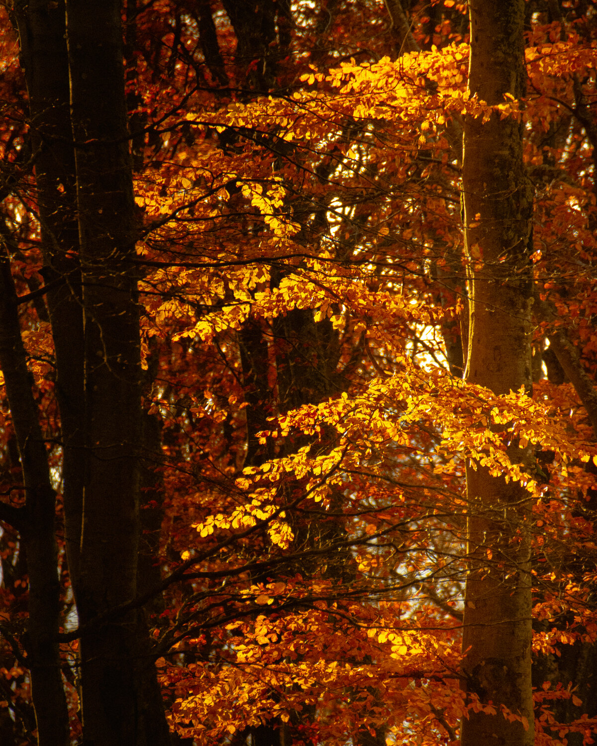 Autumn Aflame