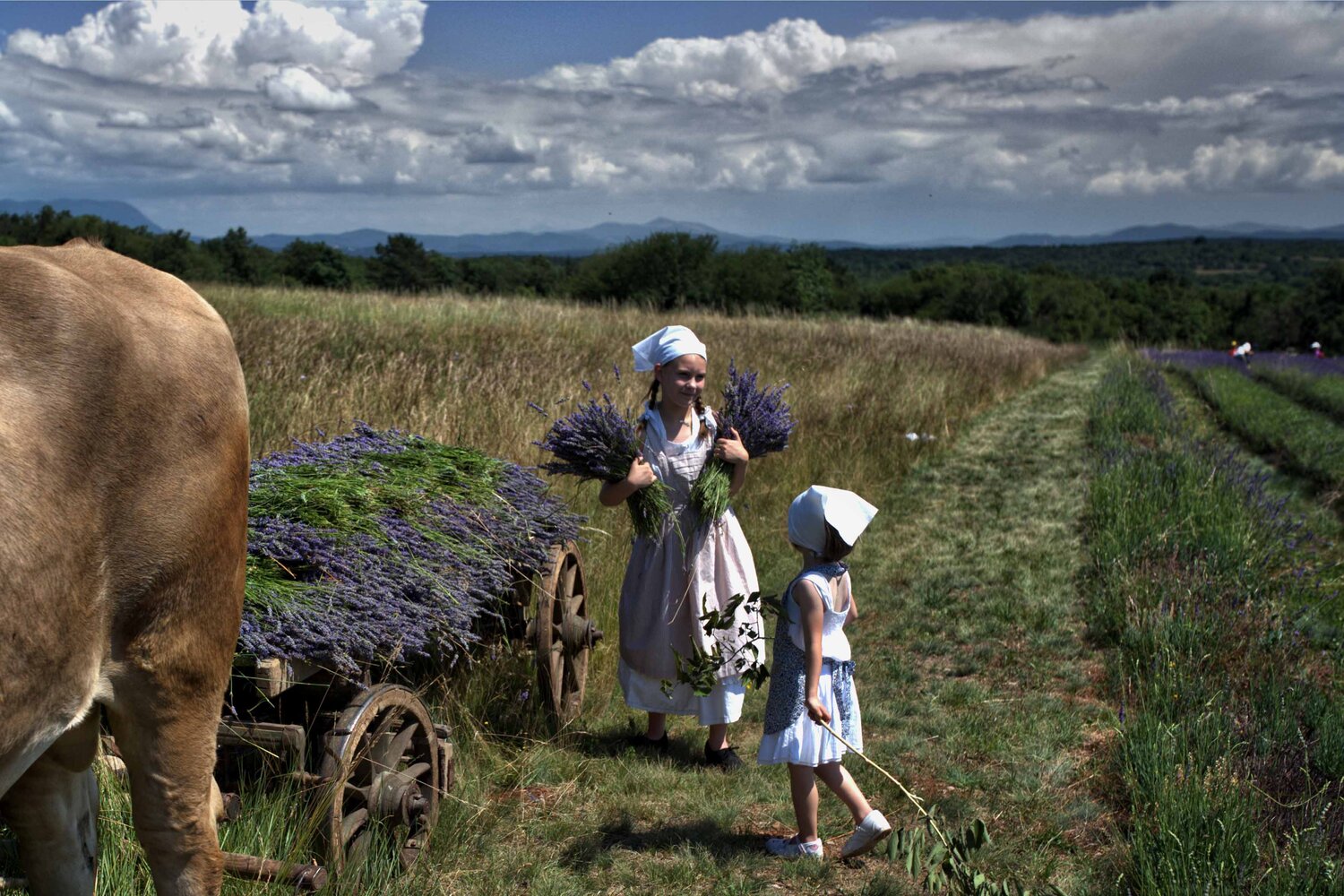 Photo #14097081