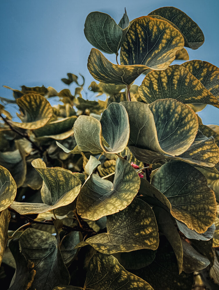 Photograph by Юлия Порфирьева