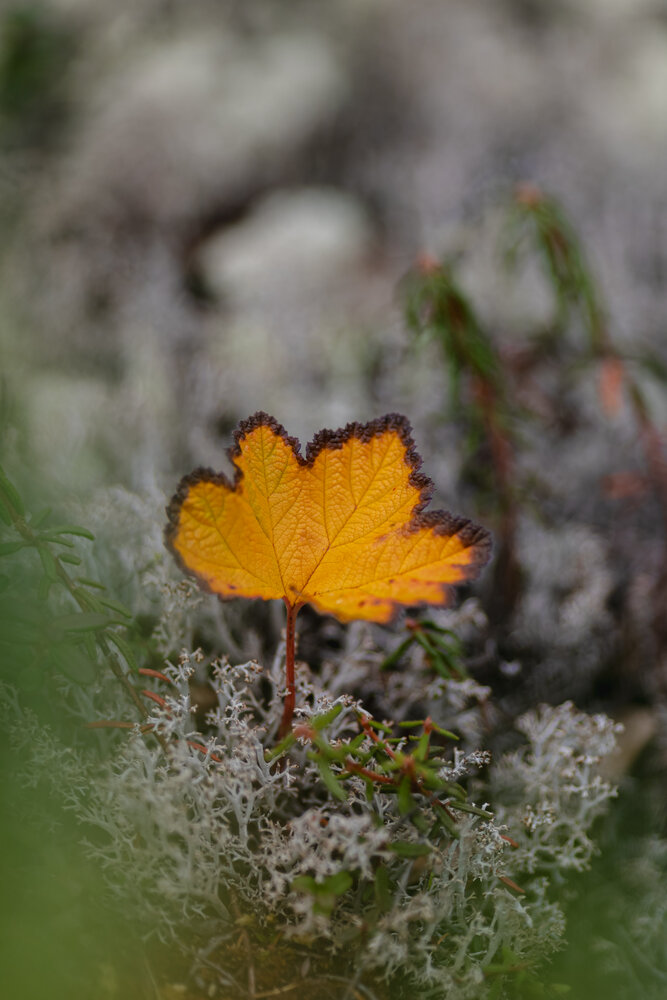 Photograph by Елена Георгиевская