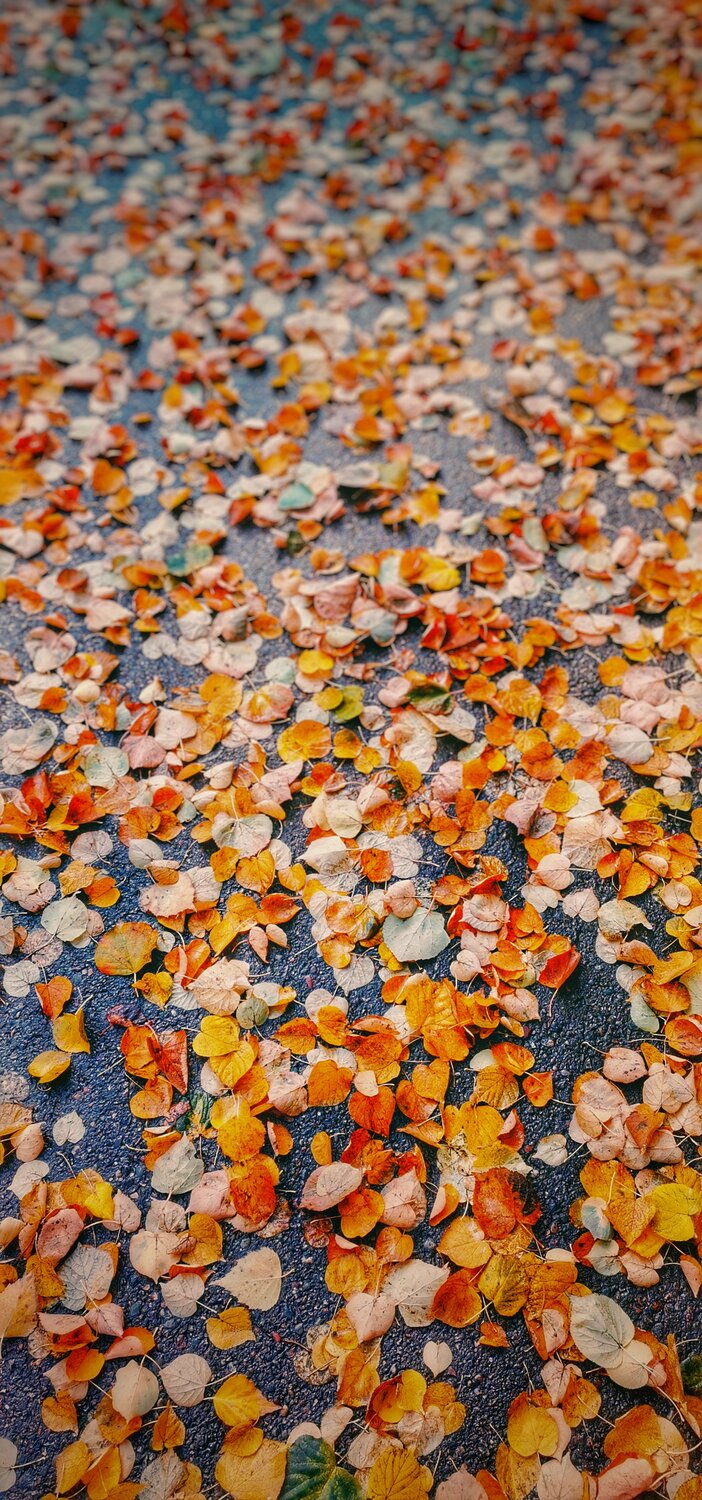 Photo #14097333