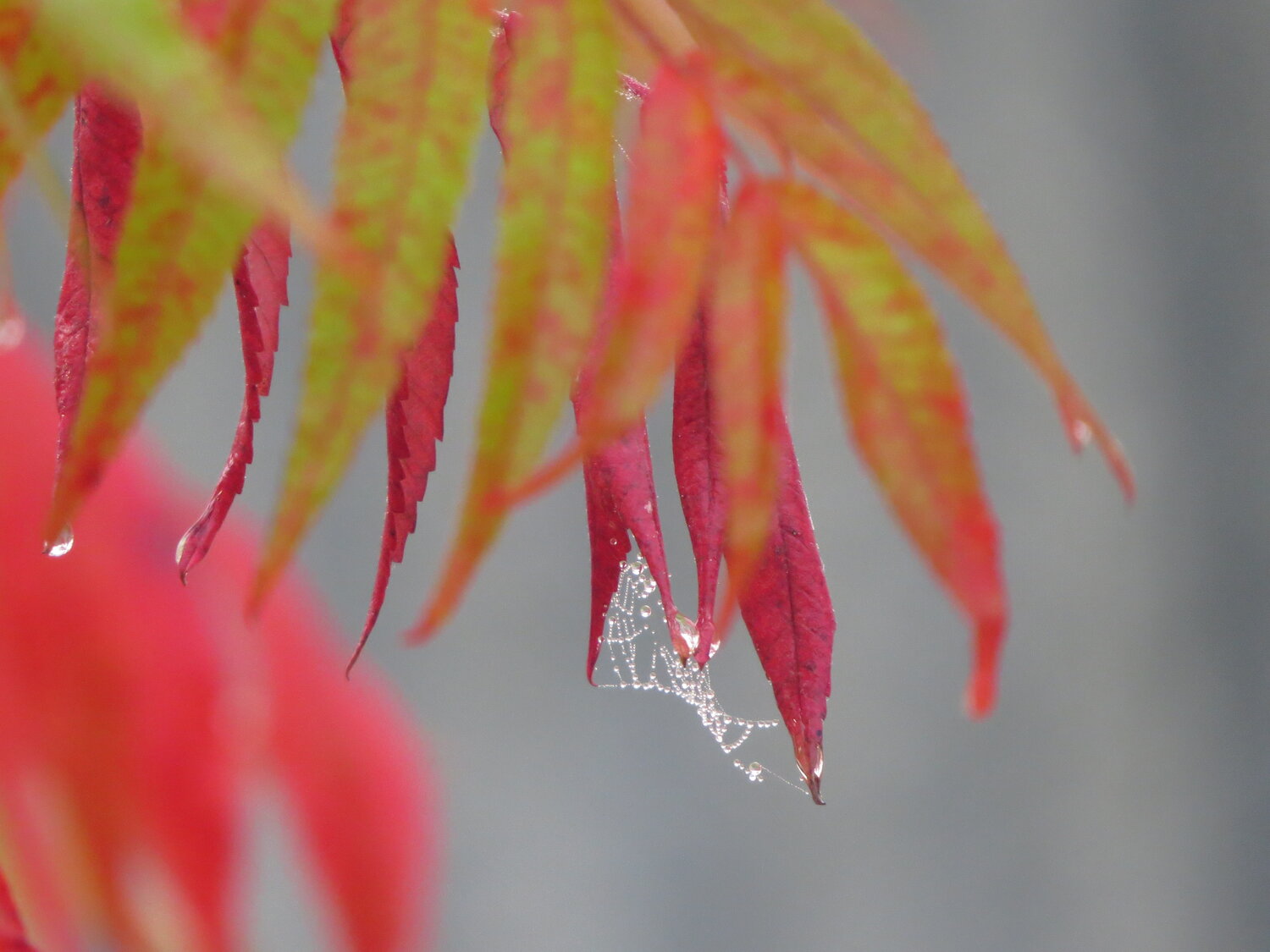 Photo #14097501