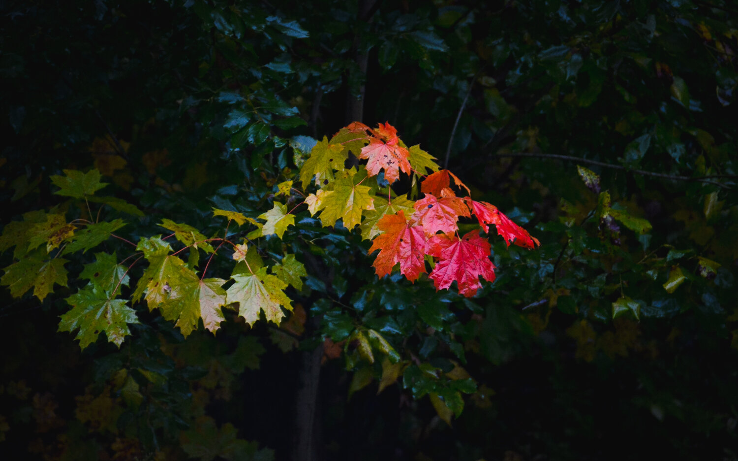 Photo #14097513