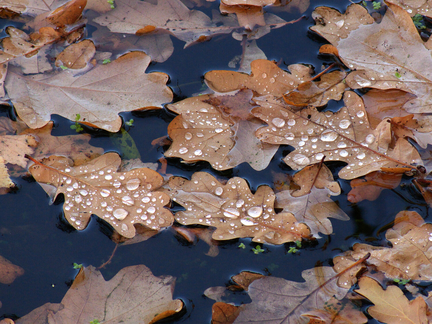 Photo #14097514