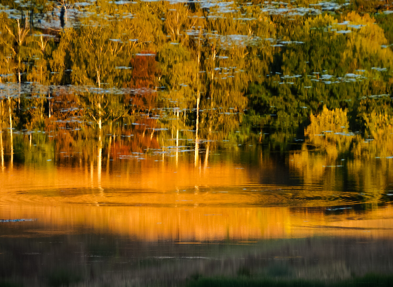 Photo #14097542