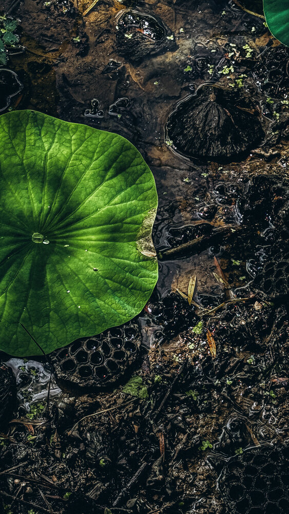 Photograph by Анна Колесниченко
